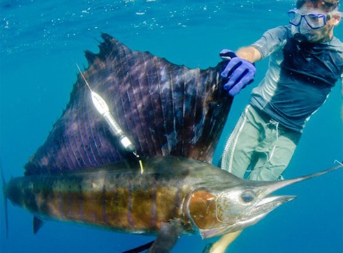 海洋魚(yú)類(lèi)哺乳動(dòng)物衛(wèi)星定位系統(tǒng)