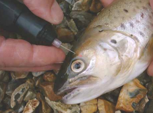 VIE魚(yú)類熒光標(biāo)記 放流標(biāo)記